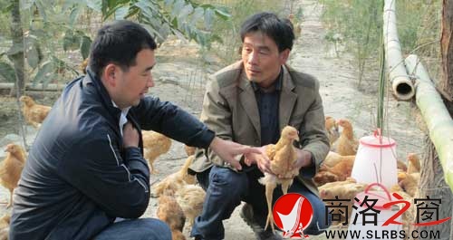 茹遠(yuǎn)美（右）向副鎮(zhèn)長陳民生介紹養(yǎng)雞情況。