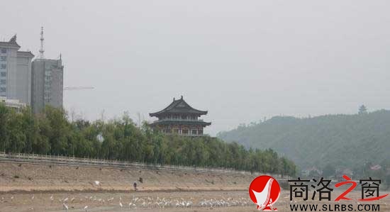 千只白鷺棲息丹江河畔