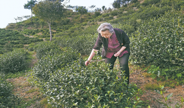 一片葉子寫忠誠(chéng)