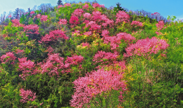 商洛花動(dòng)一城春色