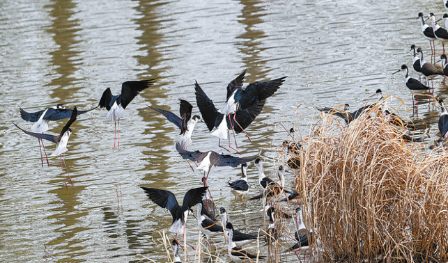 黑翅長腳鷸鳥群現(xiàn)身丹江濕地