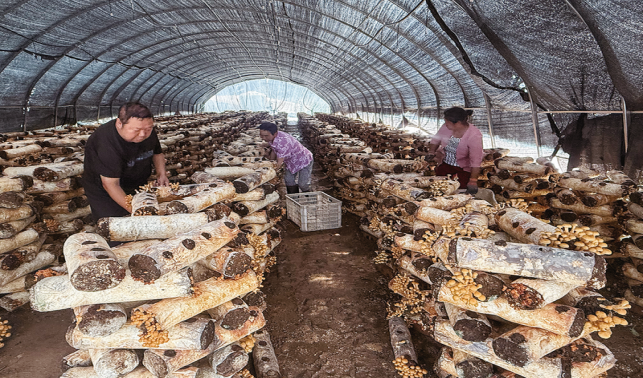 蟒嶺明珠何家塬