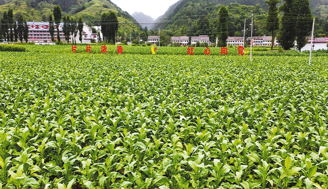 凝心聚力促發(fā)展 實(shí)干篤行顯擔(dān)當(dāng)