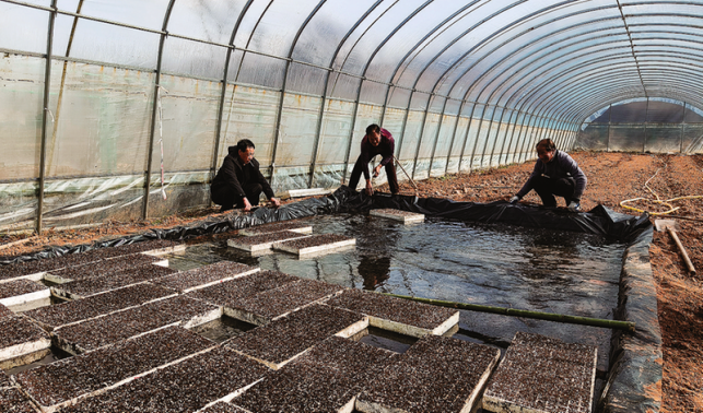 王澗村搶抓農(nóng)時開展辣椒育苗