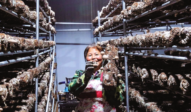 花瓶子鎮(zhèn)特色產(chǎn)業(yè)多點(diǎn)開花