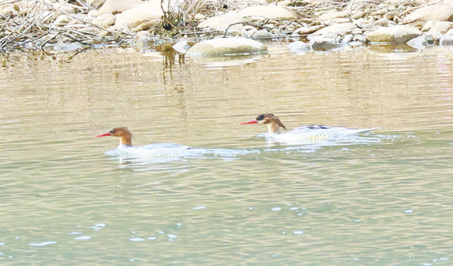 中華秋沙鴨與鴛鴦同時現(xiàn)身洛河