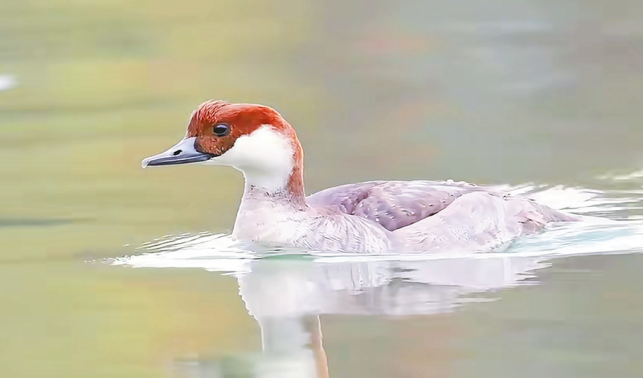 蓮湖公園飛來“熊貓鴨”