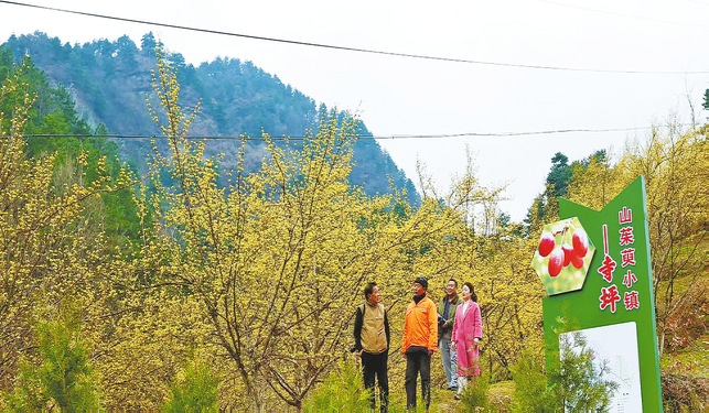 滿山遍植山茱萸 綠了荒山富了民