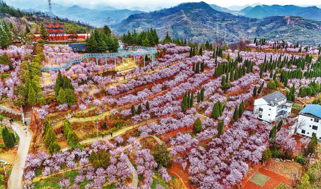 紅梅花開春意濃