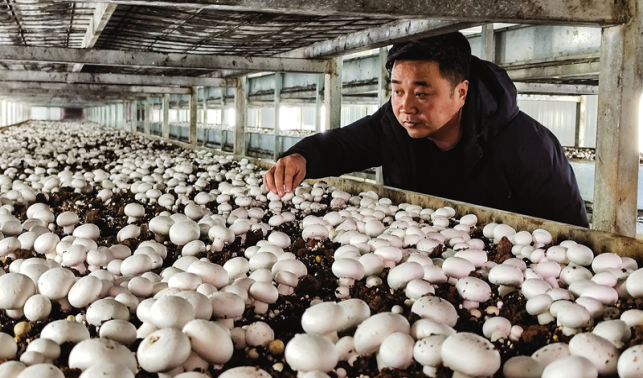 種下雙孢菇 帶富一方人