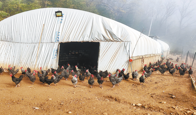 蘆花雞跑出“致富路”