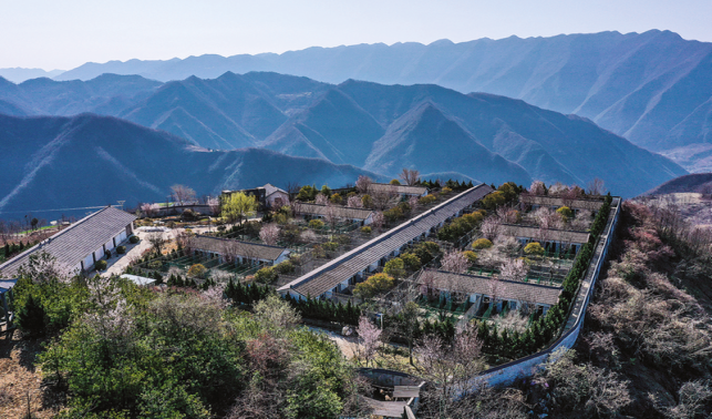 青山深處的“軟黃金”