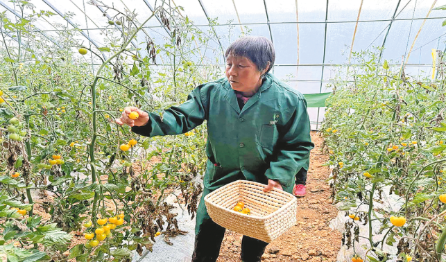 “放心菜”產(chǎn)業(yè)賦能洛南鄉(xiāng)村振興