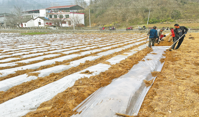 漆樹(shù)流“金” 富民強(qiáng)村