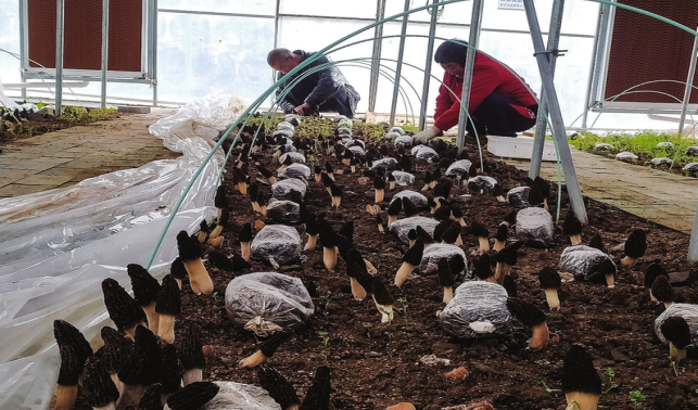 科技賦能菌走俏