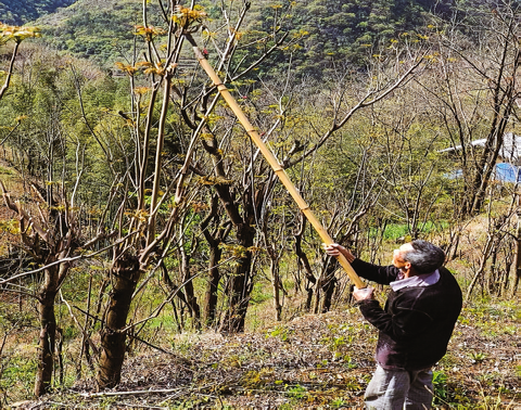 香椿長成“搖錢樹”