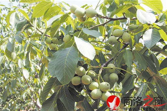 核桃是我市最具優(yōu)勢的林業(yè)特色產(chǎn)業(yè)，面積、產(chǎn)量位居全國前列，穩(wěn)居陜西第一。