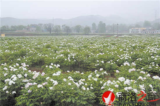 綠色產(chǎn)業(yè)是我市群眾增收的重要渠道。圖為集中連片的油（藥）用牡丹基地。