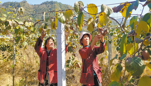 發(fā)展特色產(chǎn)業(yè)促致富