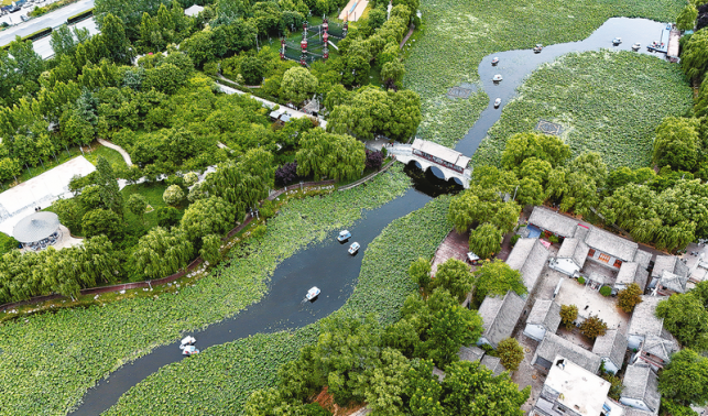 千畝荷塘 鋪翠綻彩引客來(lái)