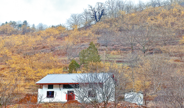 茱萸花開(kāi)金滿山