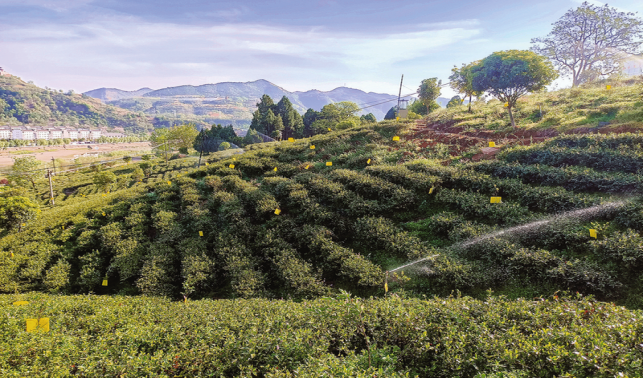 科技賦能 茶園增收