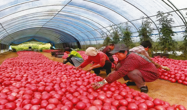 中聯(lián)村 西紅柿映紅致富路