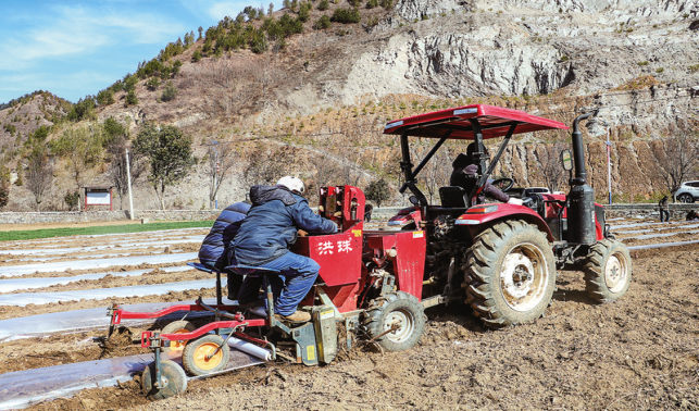 四皓街道 發(fā)展馬鈴薯 拓寬增收路