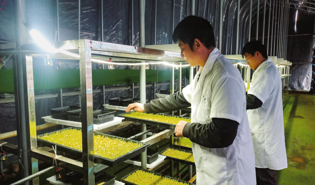 沃野織錦繡 鄉(xiāng)村展新顏