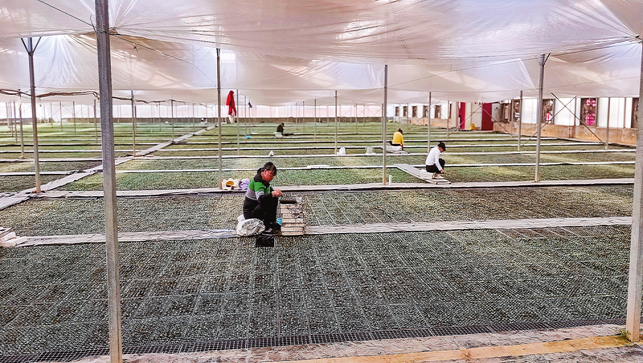 煙苗吐新綠 移栽正當(dāng)時(shí)