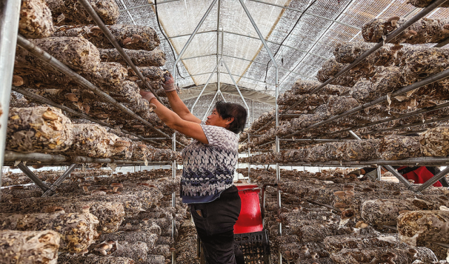 北斗村的三產(chǎn)融合振興路