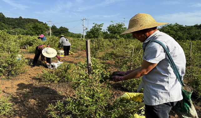 保安鎮(zhèn)：金銀花變身“致富花”
