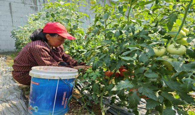 放心蔬菜點(diǎn)“綠”成金