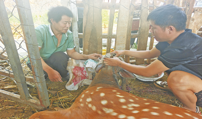董建良養(yǎng)鹿記