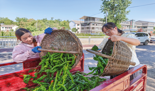 辣椒豐收 采摘正酣
