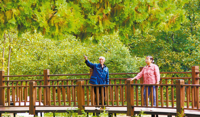 古樹長青 守護(hù)常新