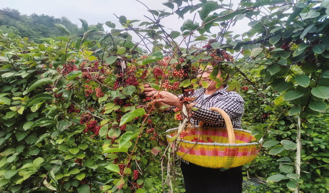 五味子豐收 日子有奔頭