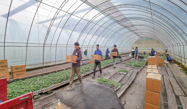 保安鎮(zhèn)草莓苗俏銷外省