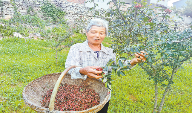 后灣村唱響產業(yè)振興“椒”響曲