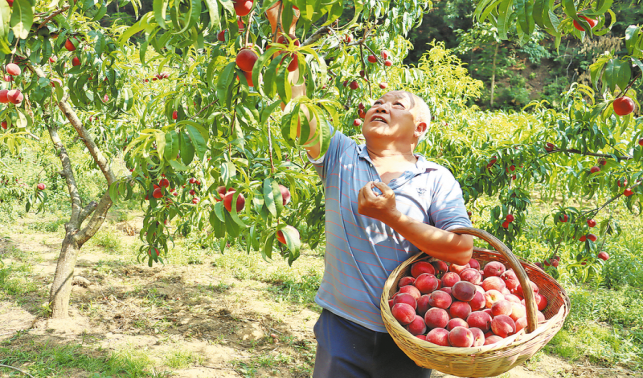 滿園桃香迎客來