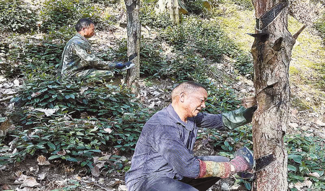 龍窩村千余畝漆樹變“搖錢樹”