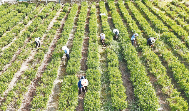 郭家埡村 茶產(chǎn)業(yè)繪就鄉(xiāng)村振興新畫卷