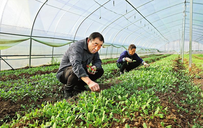 發(fā)展設(shè)施農(nóng)業(yè) 保障市場供應