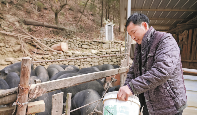 蘭新明：從困境中崛起的“豬司令”