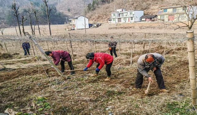 西照川鎮(zhèn)：依托優(yōu)勢(shì)壯大特色