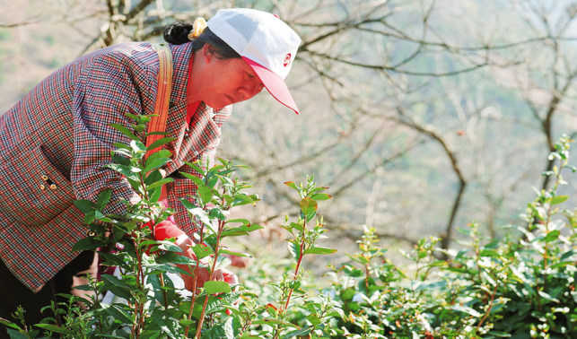 秦嶺云霧蘊茶香