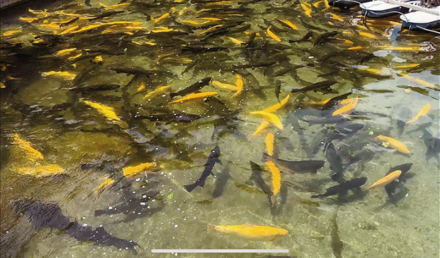 山陽冷水魚產(chǎn)業(yè)園項(xiàng)目