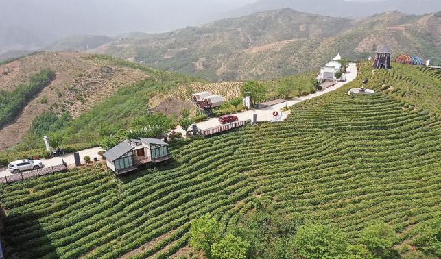 一片綠葉帶來的蝶變