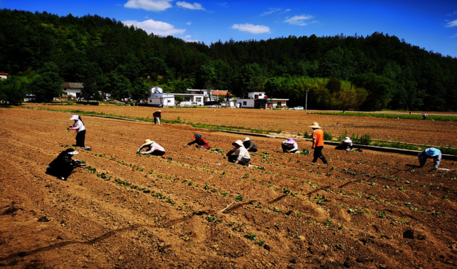 高壩店鎮(zhèn)：薯香小鎮(zhèn)添“薯”光