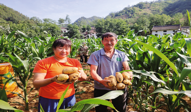 洛峪溝村 土豆堆成豐收?qǐng)D景